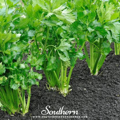 Utah 52-70 Celery – 300 Seeds