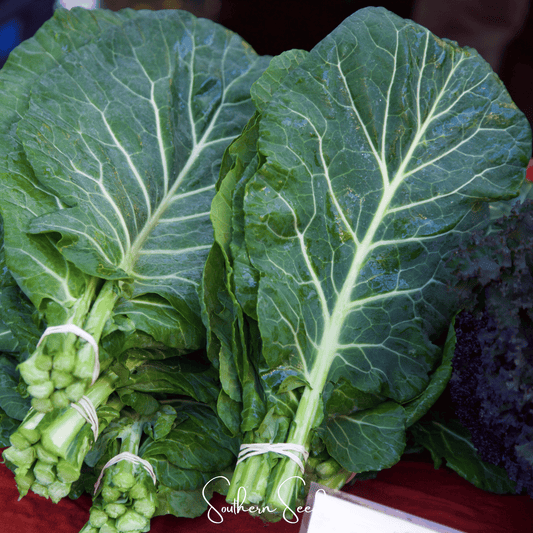 Georgia Collard Greens – 100 Seeds