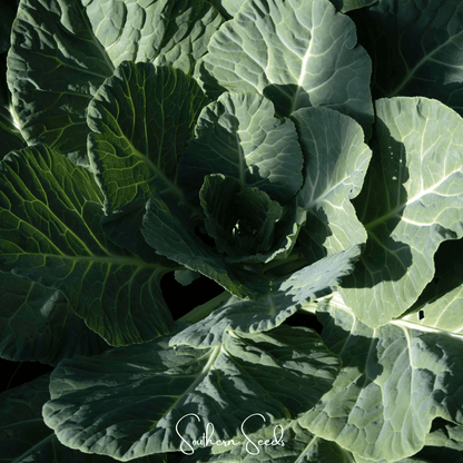 Georgia Collard Greens – 100 Seeds