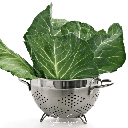 Georgia Collard Greens – 100 Seeds