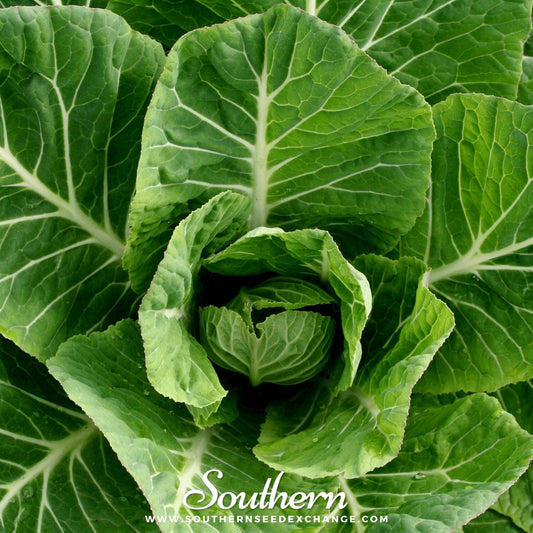 Vates Collard – 200 Seeds