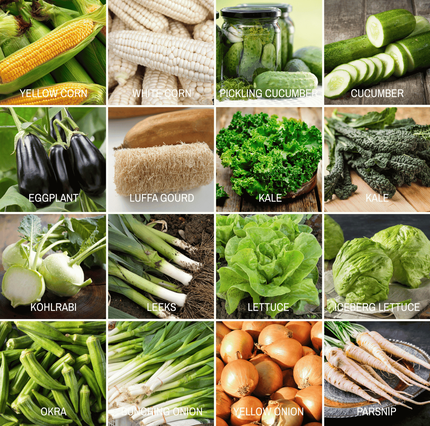 Community Garden Survival Seed Vault – 120 Seed Varieties