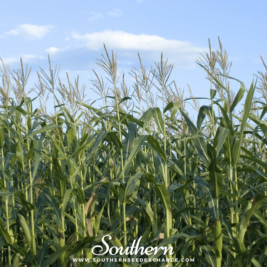 Indian Ornamental Corn – 30 Seeds