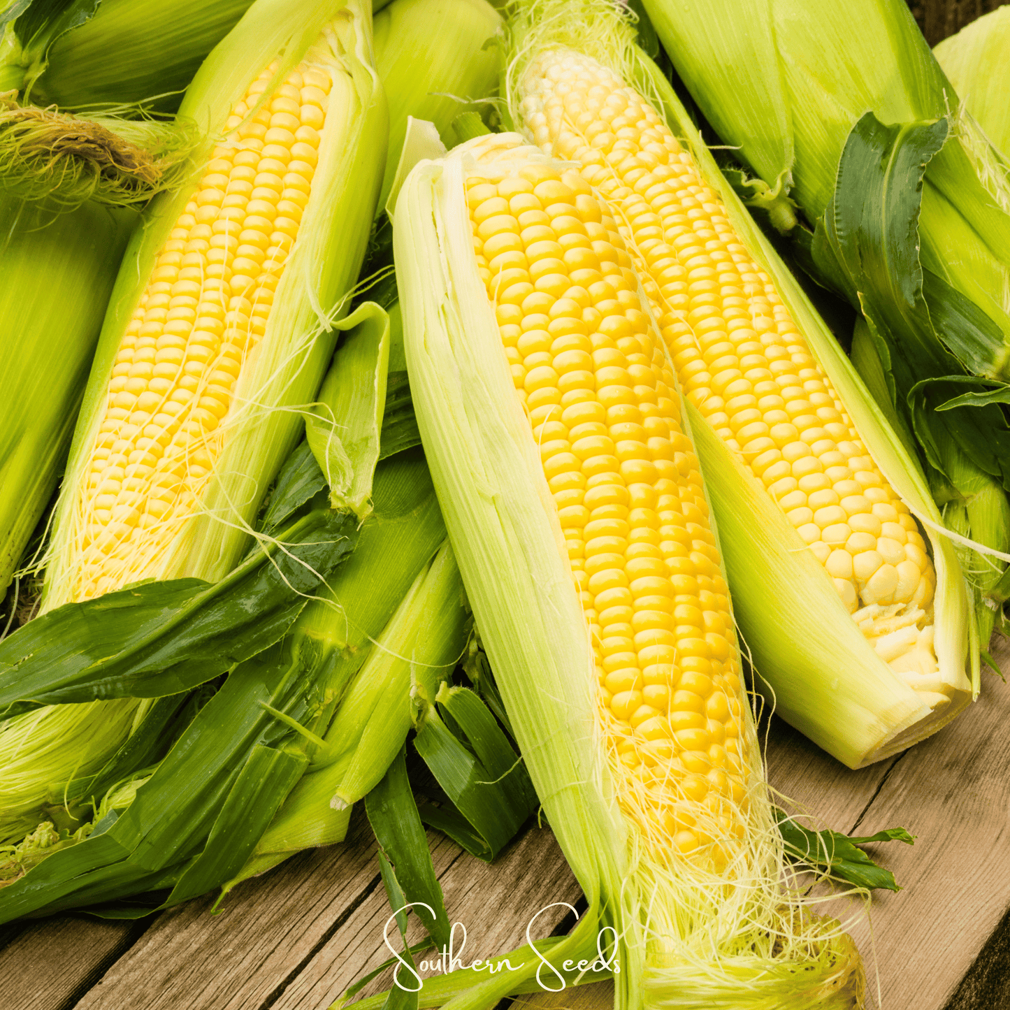 Kandy Korn Corn – 30 Seeds