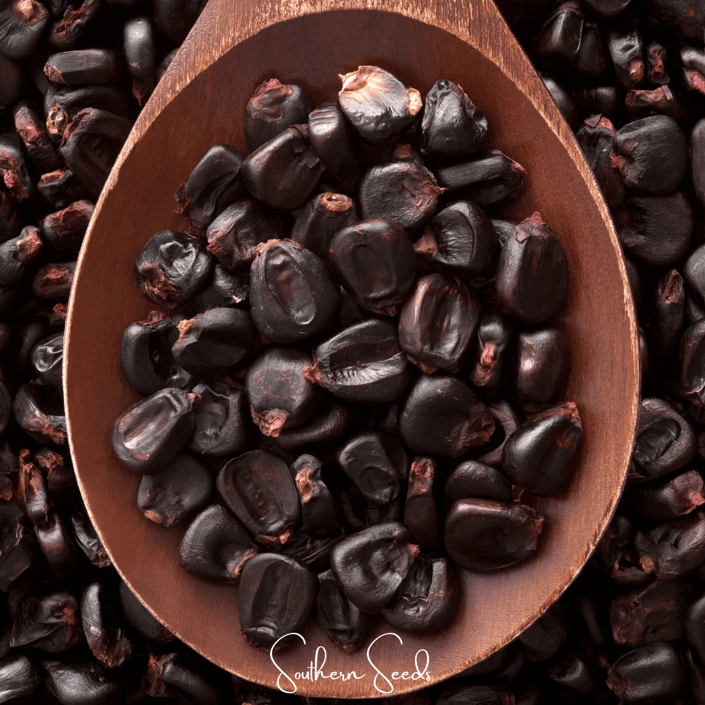 Morado Montana Maize Corn – 25 Seeds