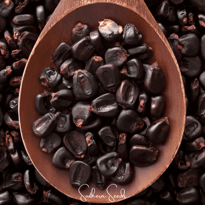 Morado Montana Maize Corn – 25 Seeds