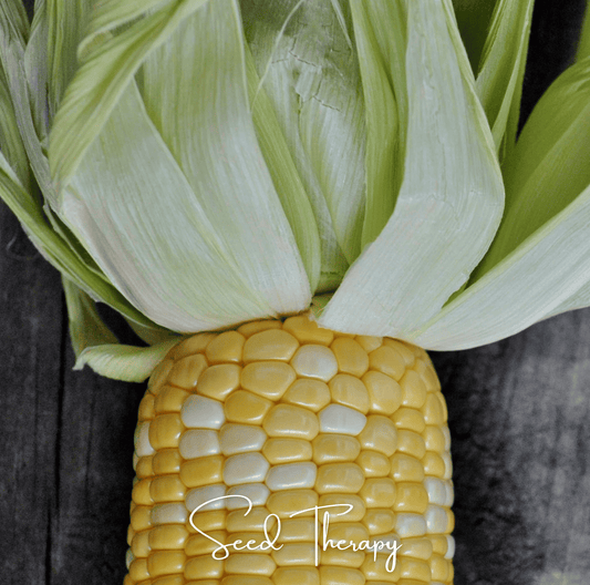Peaches & Cream Corn – 30 Seeds