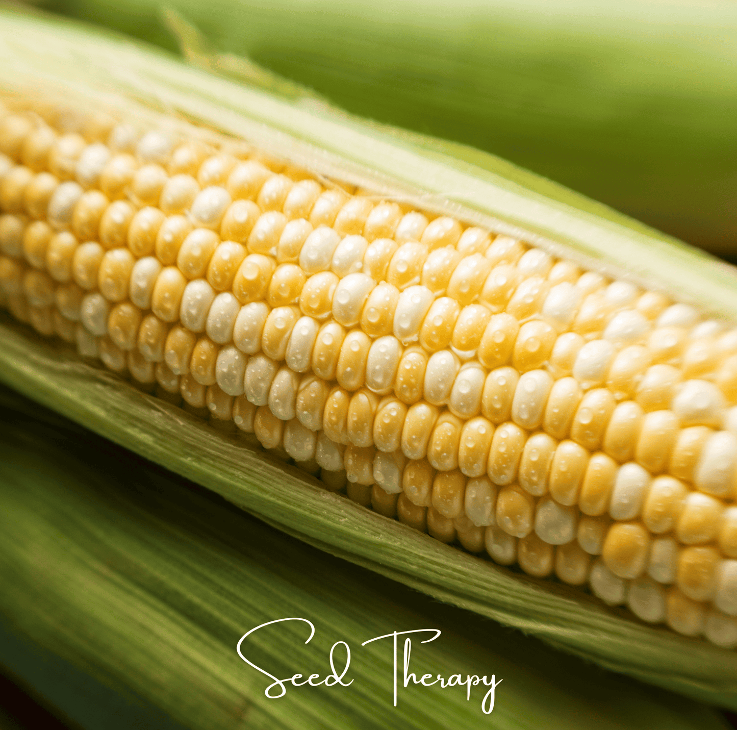 Peaches & Cream Corn – 30 Seeds