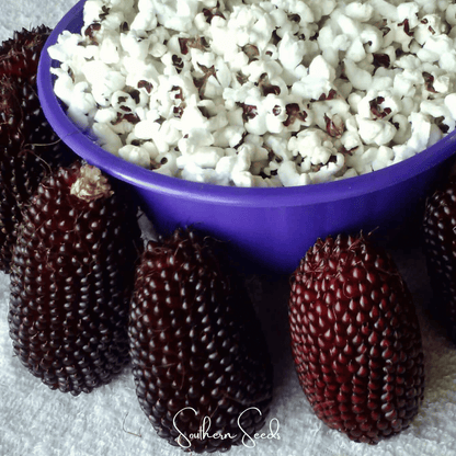 Strawberry Corn – 30 Seeds