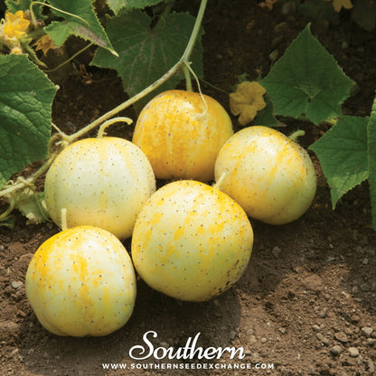 Lemon Cucumber – 30 Seeds