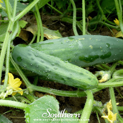 Marketmore 76 Cucumber – 30 Seeds