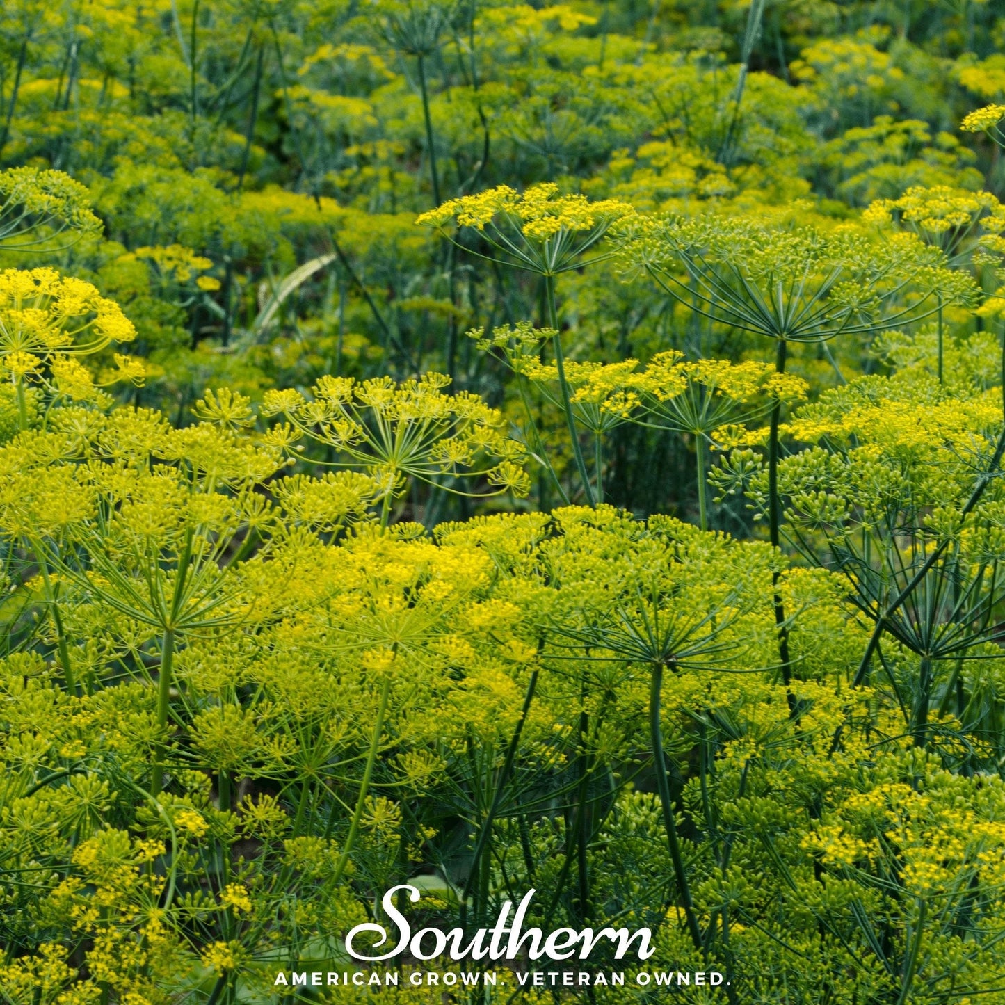 Dukat Dill – 100 Seeds