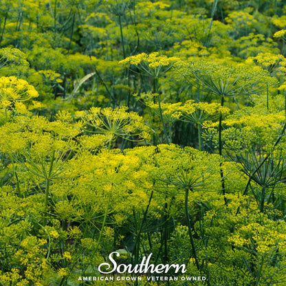 Dukat Dill – 100 Seeds