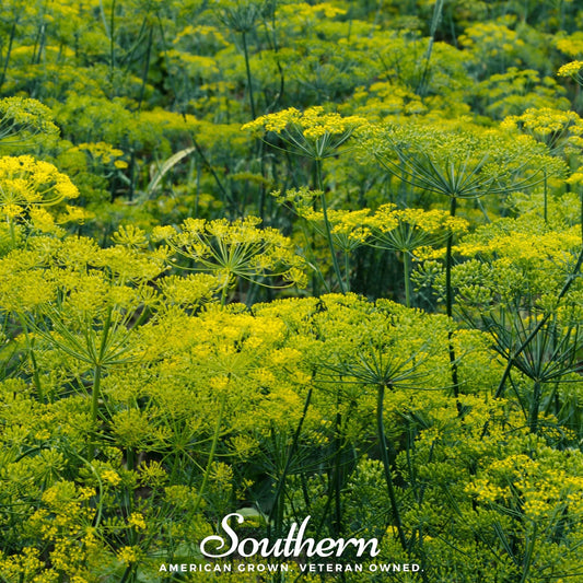 Dukat Dill – 100 Seeds