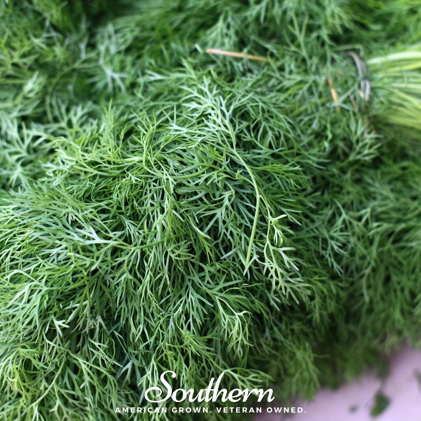 Dwarf Fernleaf Dill – 100 Seeds