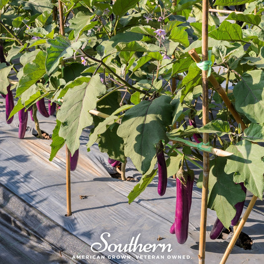 Long Purple Eggplant – 50 Seeds