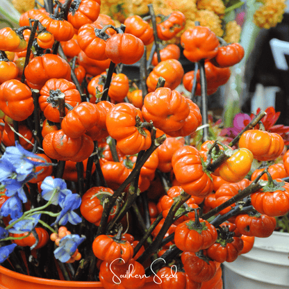 Pumpkin On A Stick Eggplant – 15 Seeds