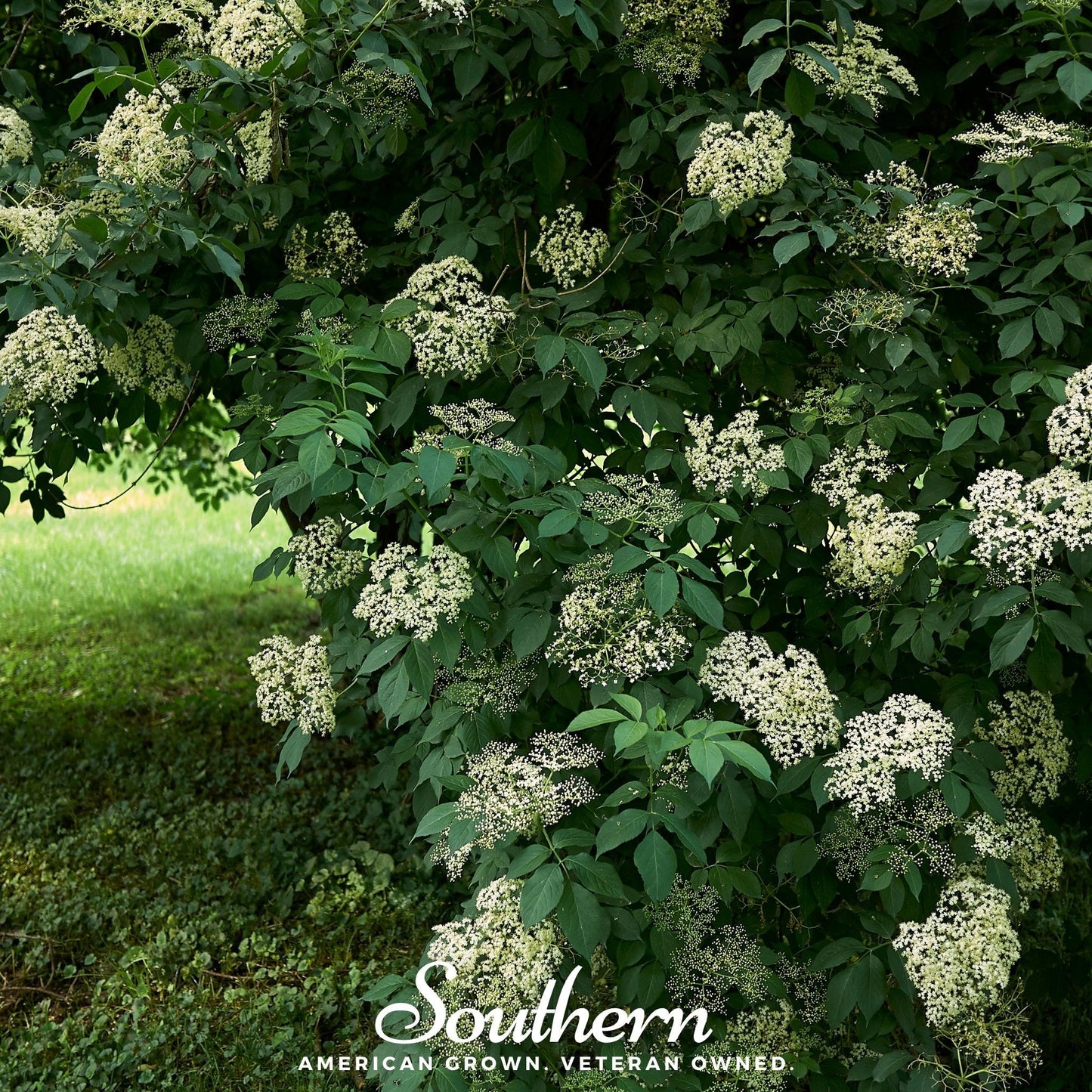 European Black Elderberry – 50 Seeds