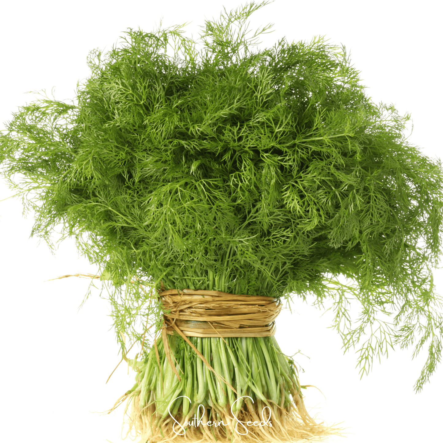 Grosfruchtiger Fennel – 200 Seeds