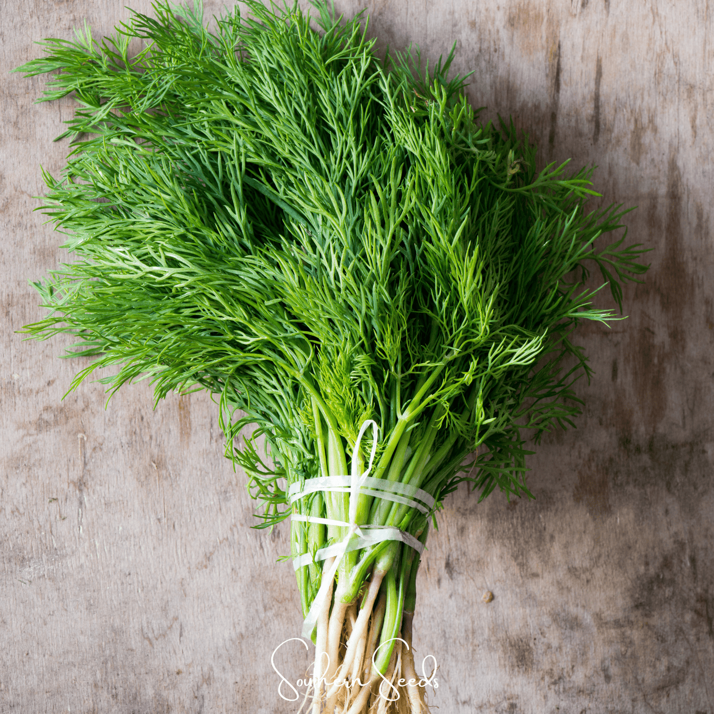 Grosfruchtiger Fennel – 200 Seeds
