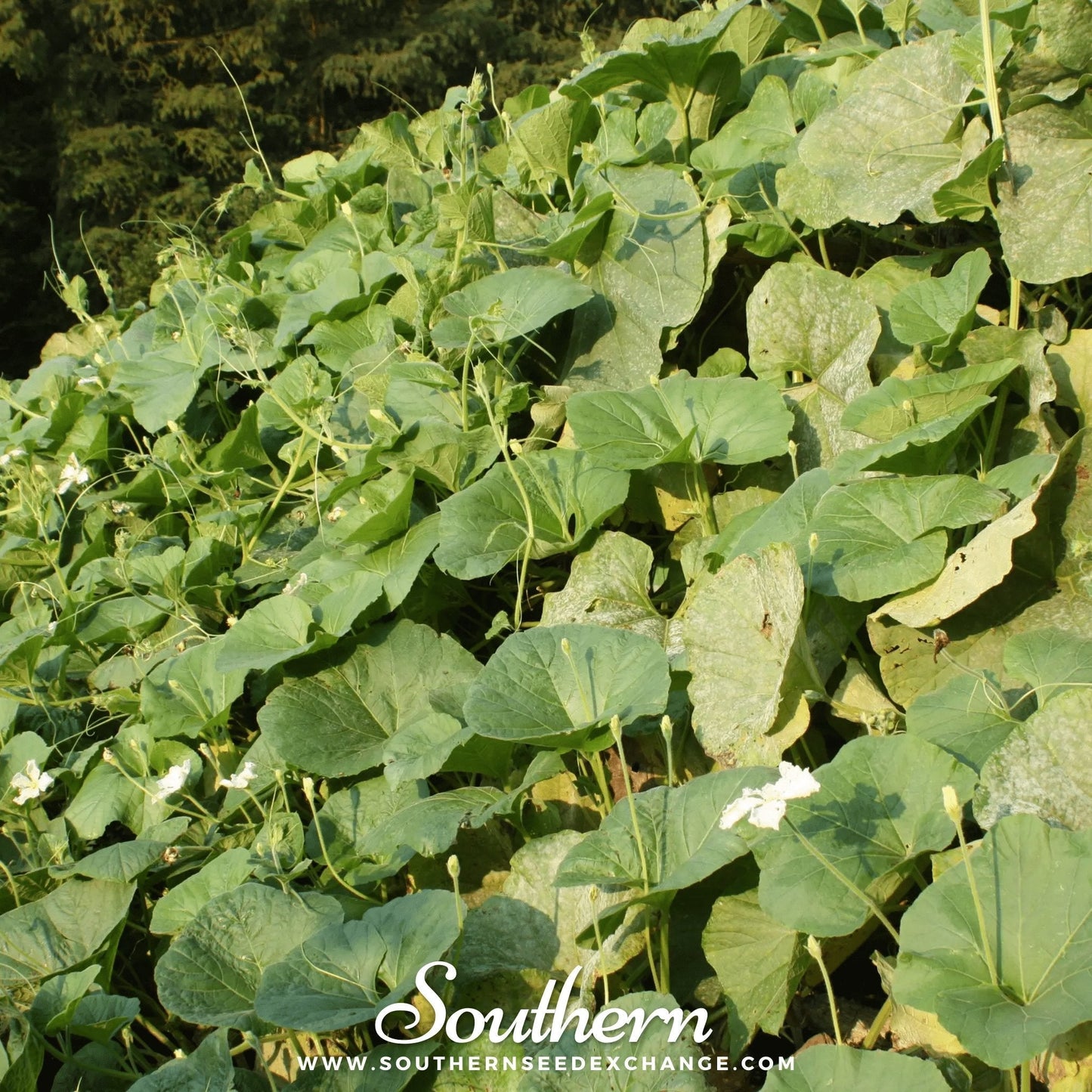 Dipper Gourd – 15 Seeds