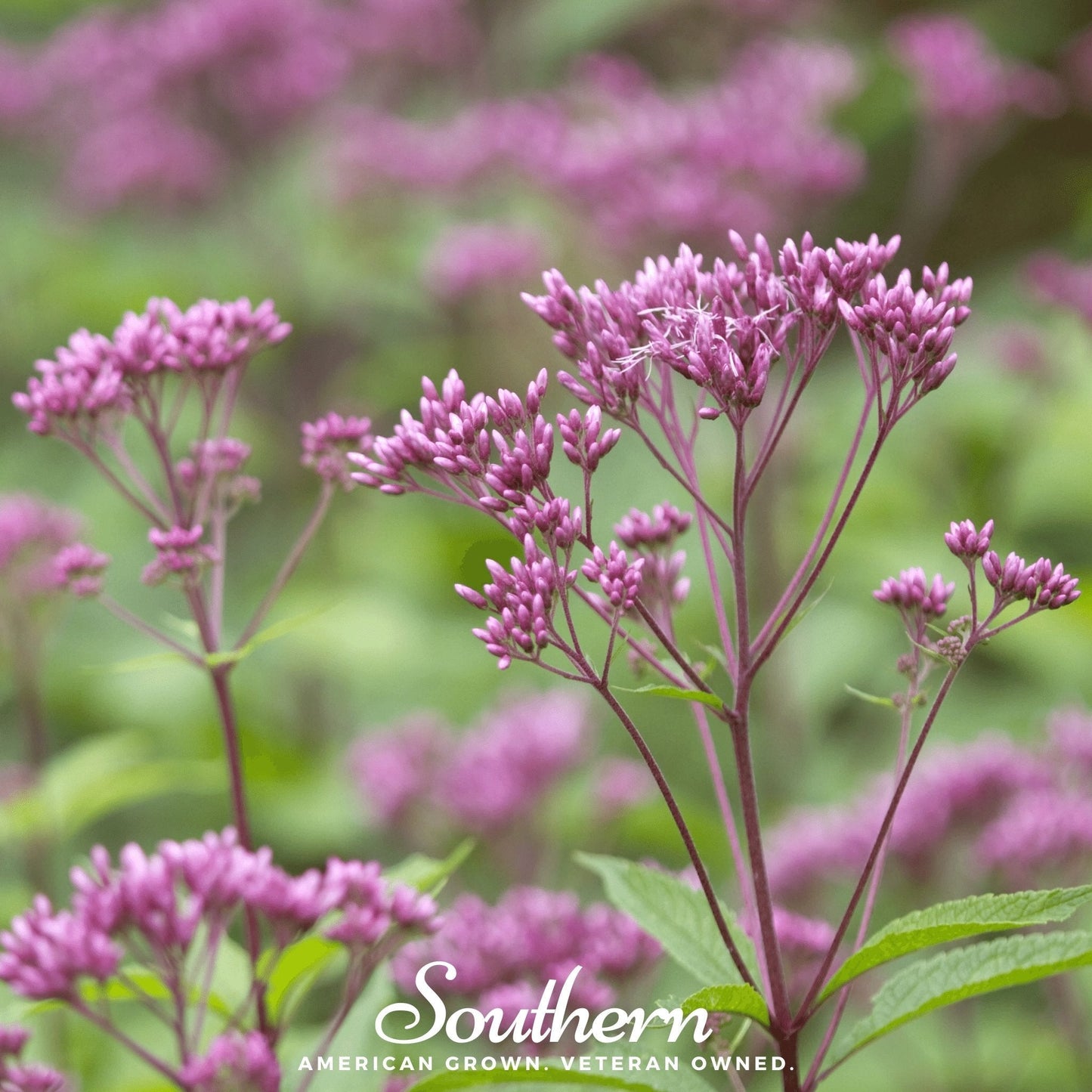 Sweet Joe Pye Weed – 100 Seeds