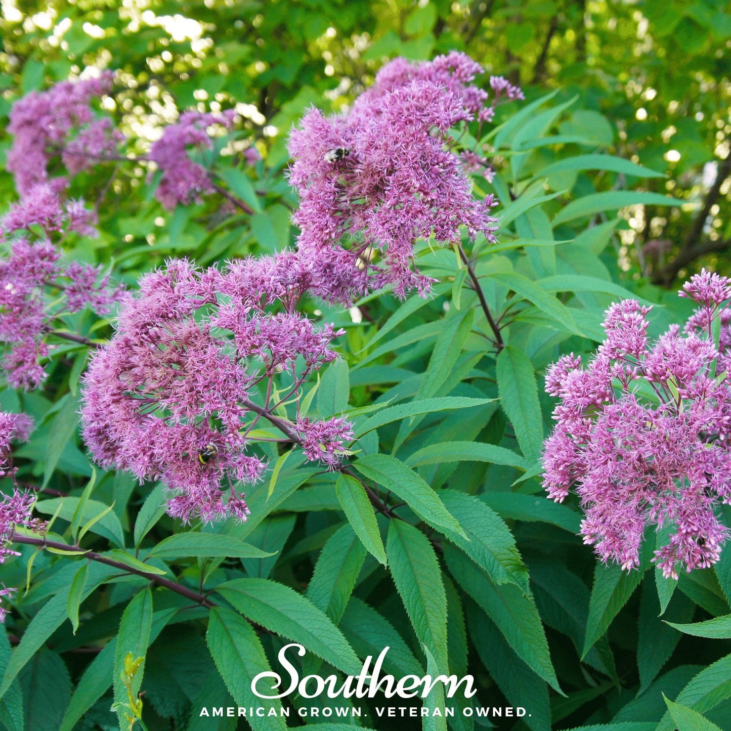 Sweet Joe Pye Weed – 100 Seeds