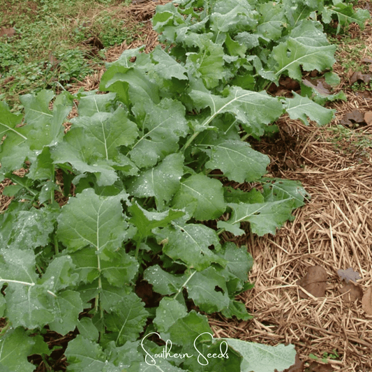 Premier Kale – 250 Seeds
