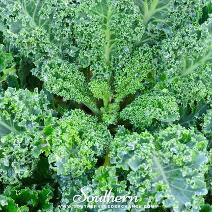 Vates Blue Scotch Curled Kale – 250 Seeds