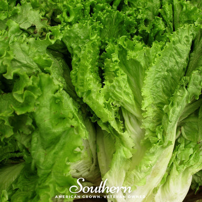 Green Ice Lettuce – 500 Seeds