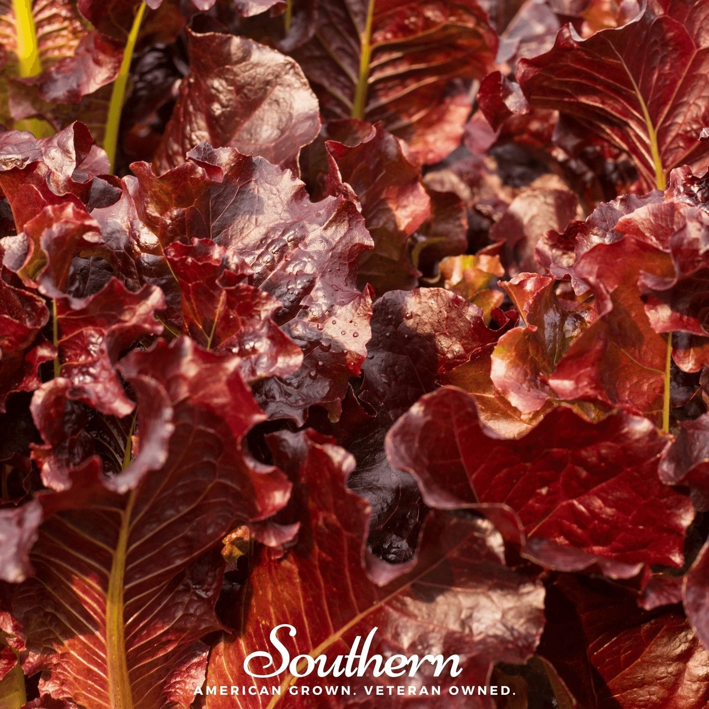Salad Bowl Red Lettuce – 500 Seeds