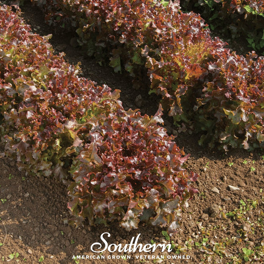 Salad Bowl Red Lettuce – 500 Seeds