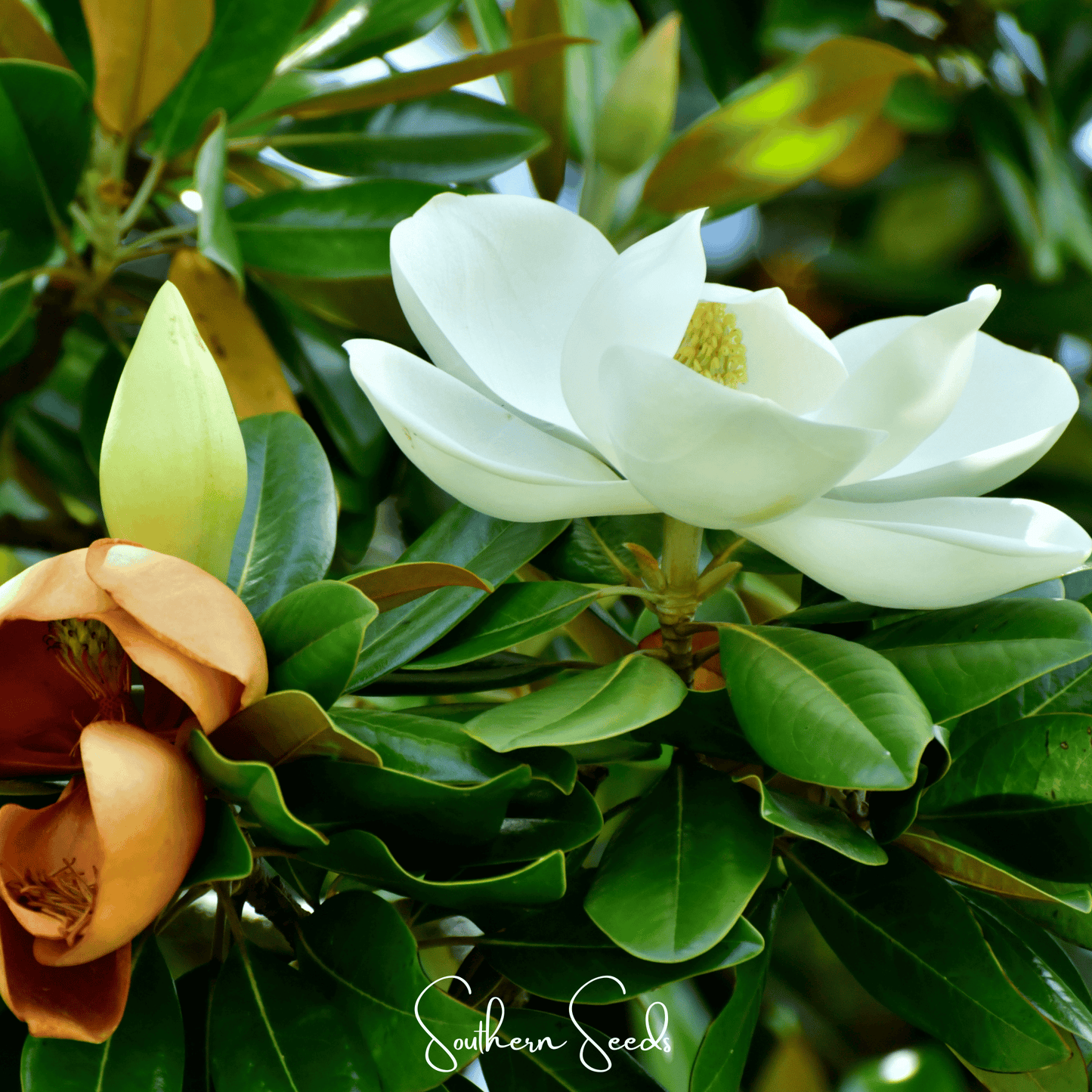 Southern Magnolia – 5 Seeds