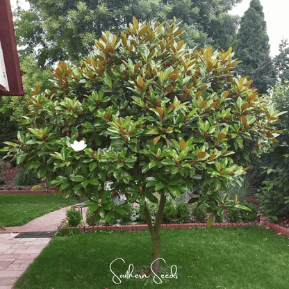 Southern Magnolia – 5 Seeds