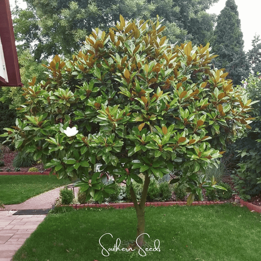 Southern Magnolia – 5 Seeds