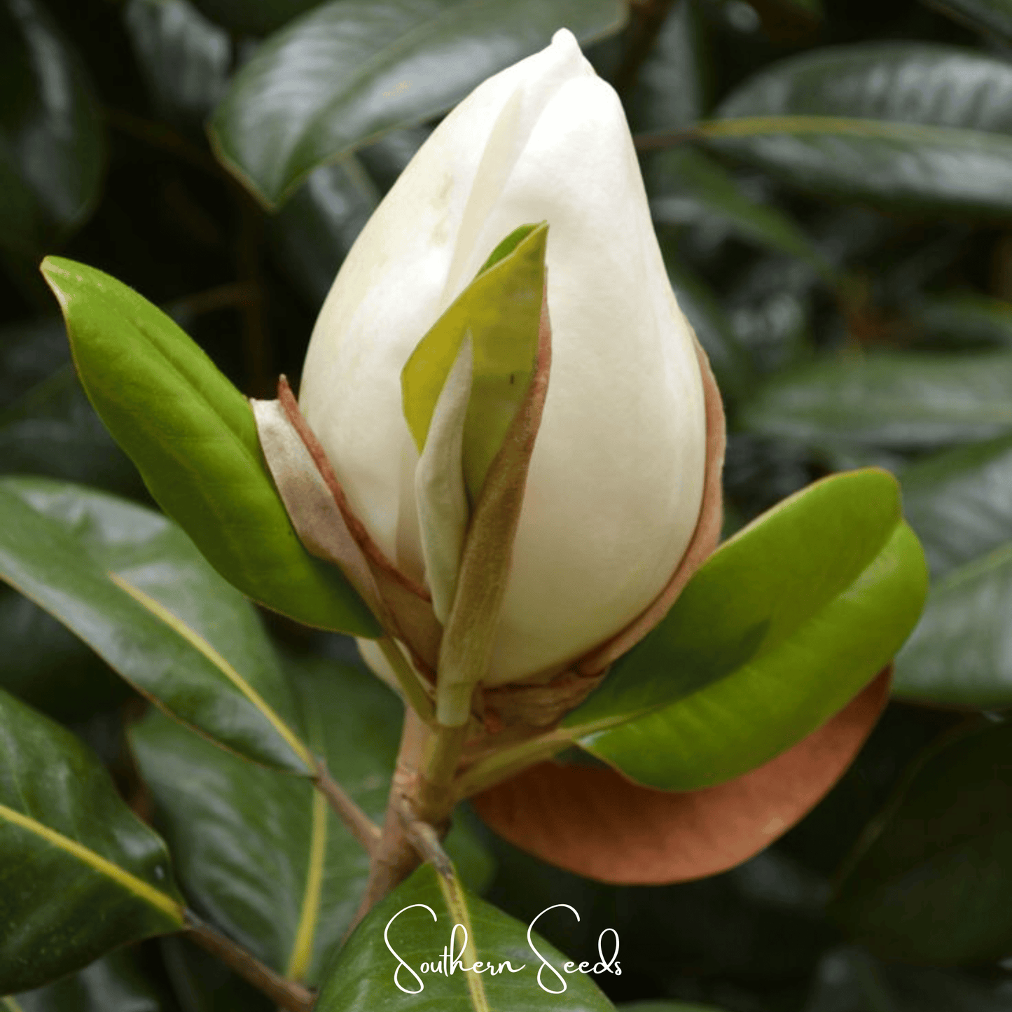 Southern Magnolia – 5 Seeds