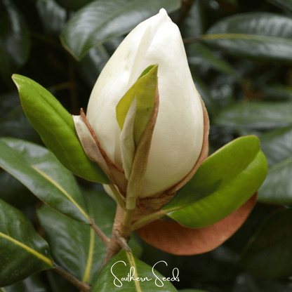 Southern Magnolia – 5 Seeds