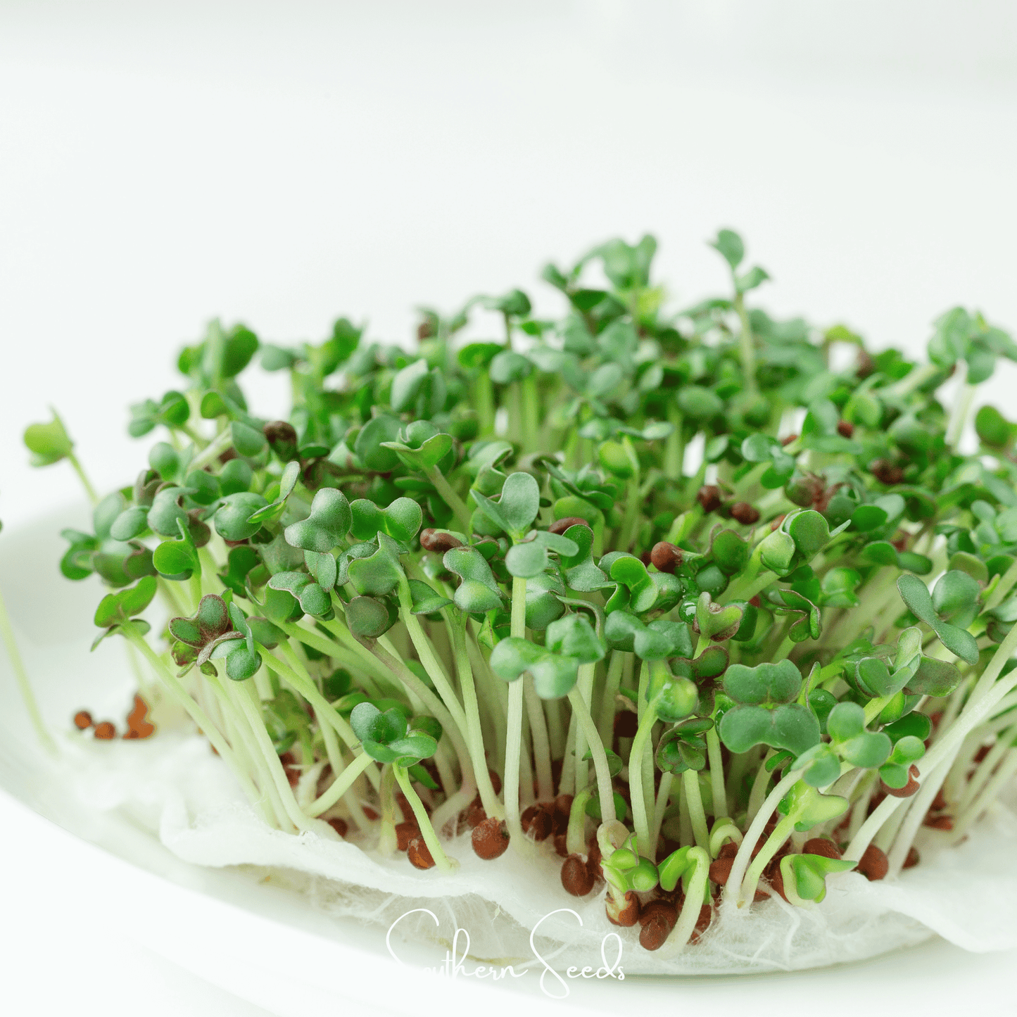 Wasabi Spicy Mustard Microgreen – 10 grams