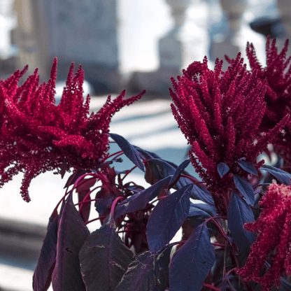 Midnight Red Amaranth – 250 Seeds