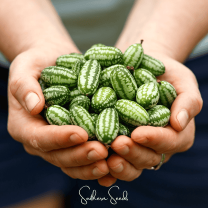 Mouse Melon – 10 Seeds