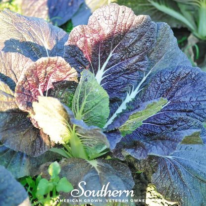 Red Giant Mustard – 100 Seeds