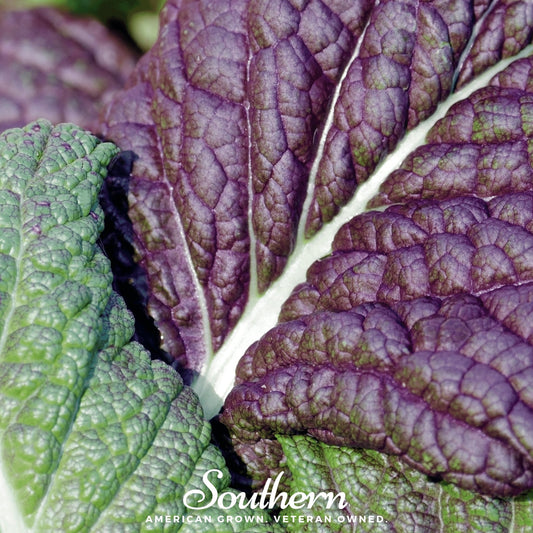 Red Giant Mustard – 100 Seeds