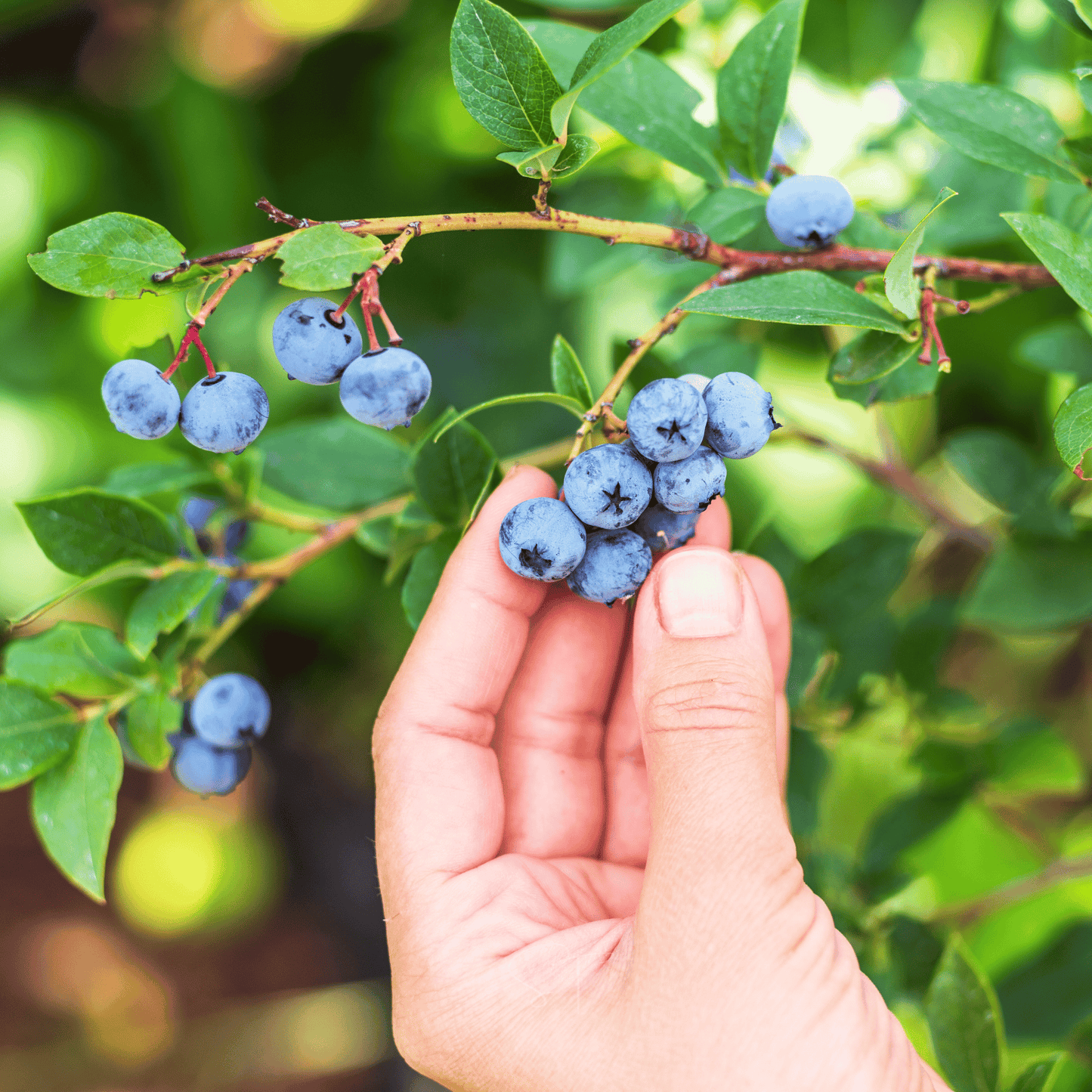 Northern Highbush Blueberry – 50 Seeds