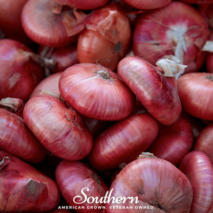 Cipollini Red Onion – 100 Seeds