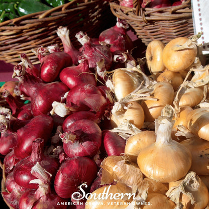 Cipollini Red Onion – 100 Seeds