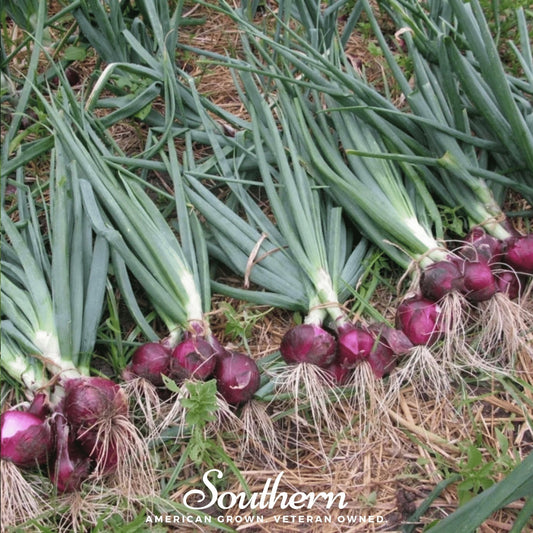 Red Burgundy Onion – 200 Seeds
