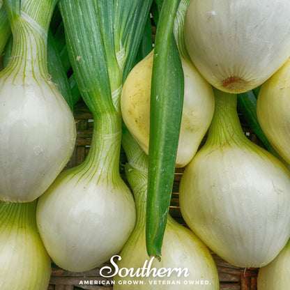 Walla Walla Onion – 200 Seeds