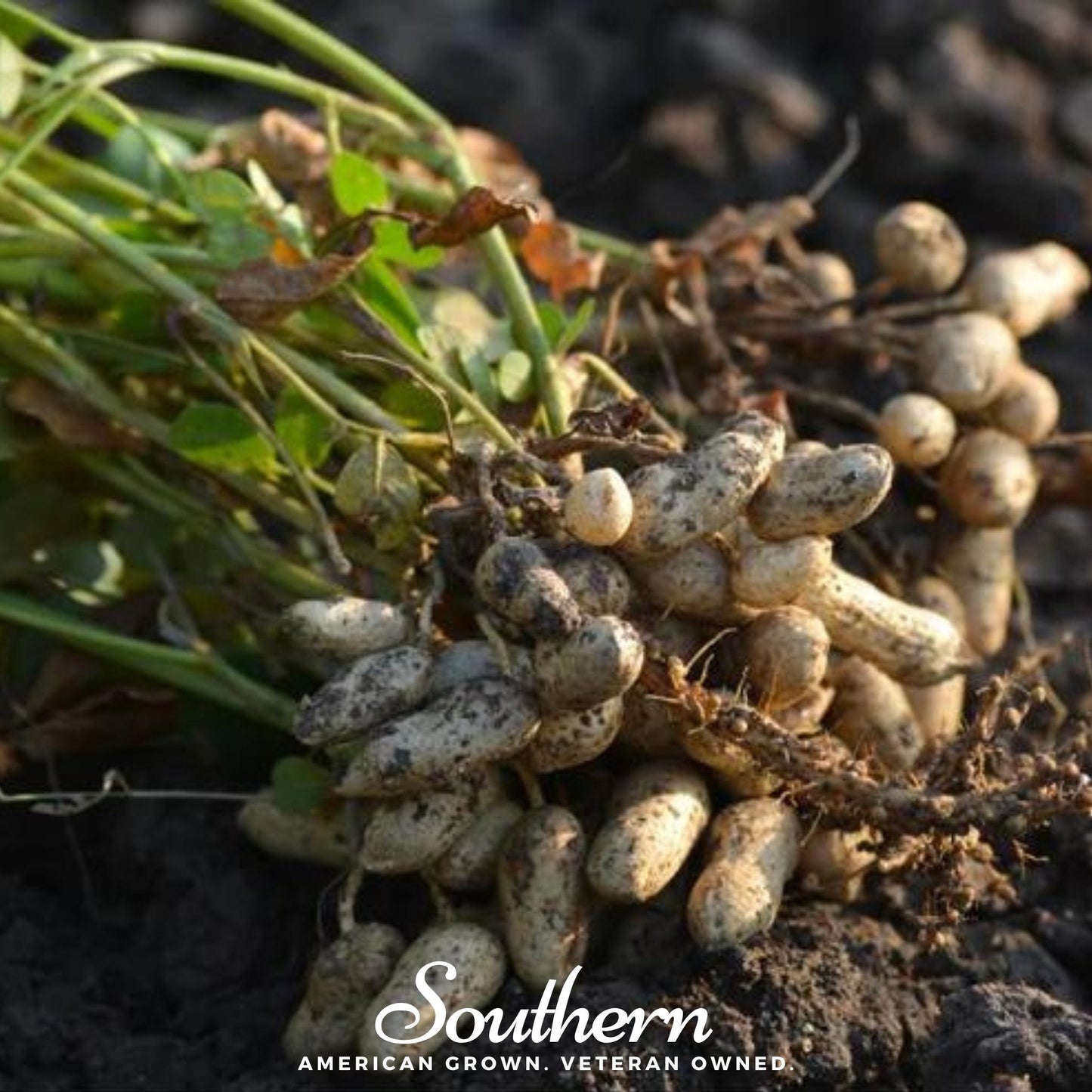 Tennessee Red Peanuts – 10 Seeds