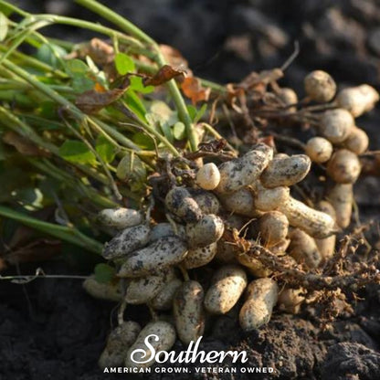 Tennessee Red Peanuts – 10 Seeds
