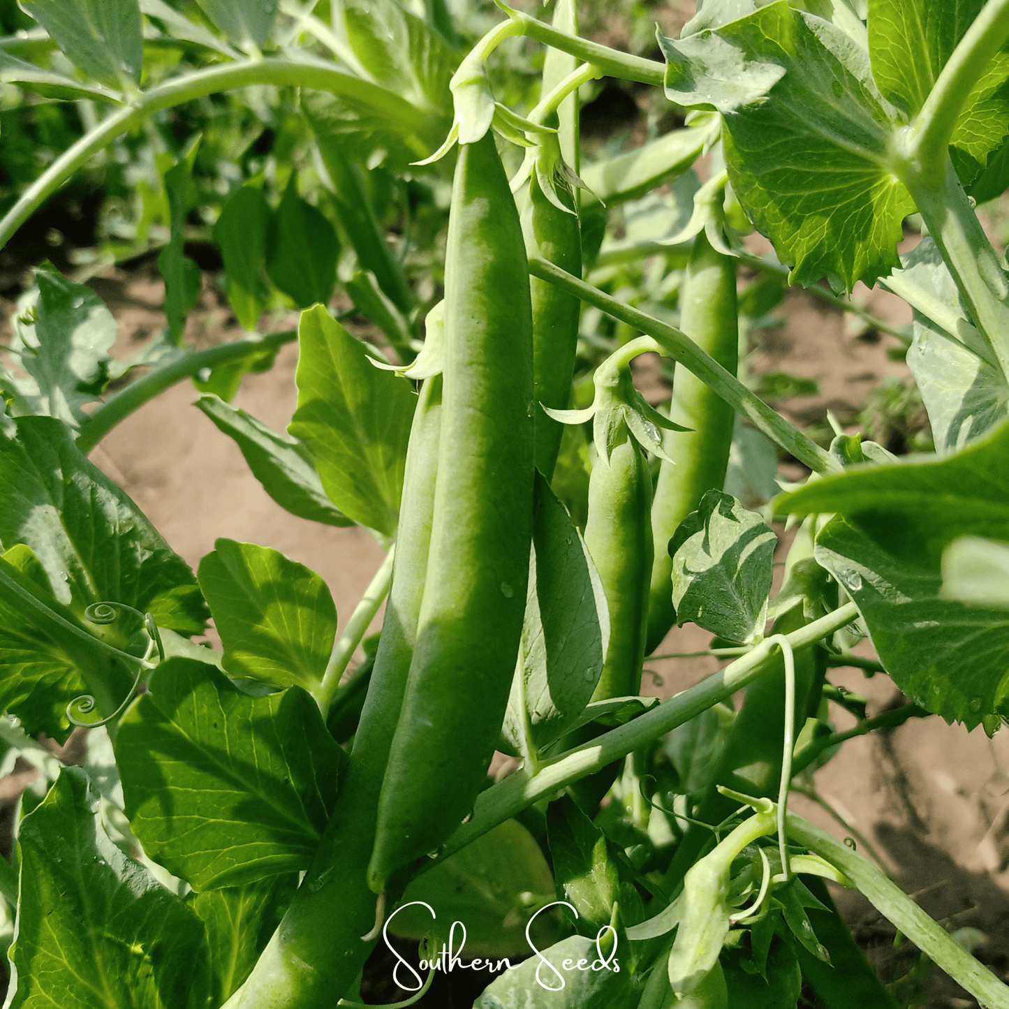 Early Frosty Peas – 25 Seeds